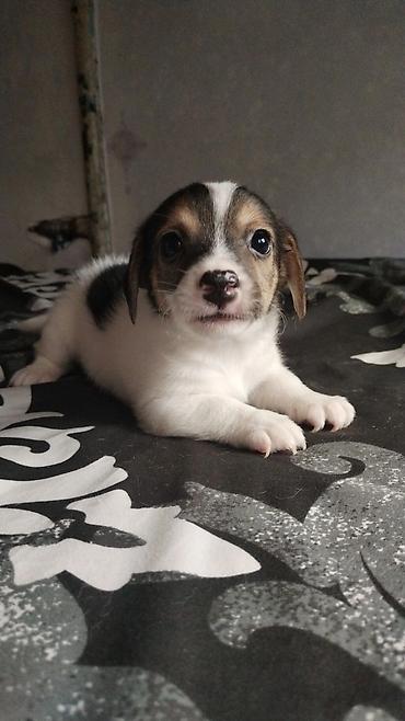ev itleri ucuz: Çixuahua, 1 ay — 10