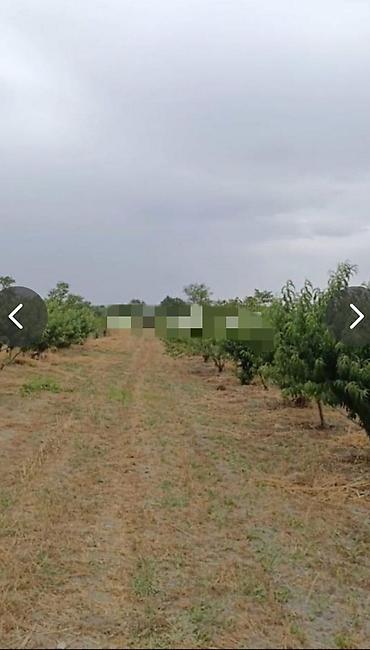 torpaq pirşağı: 127 sot, Kənd təsərrüfatı, Mülkiyyətçi, Kupça (Çıxarış), Texniki pasport — 1
