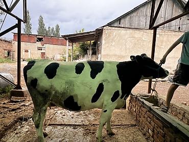 дойки ко: Продаю | Корова (самка) | Голштин | Для молока | Племенные — 3