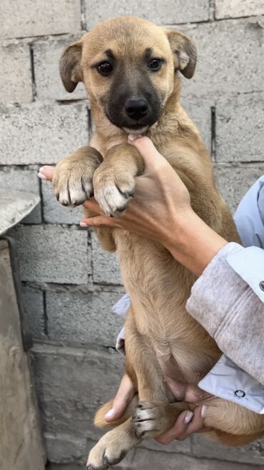 Отдам даром собаку: Собака даром: Дворняжка, 4 месяца, Самка, С прививкой — 8