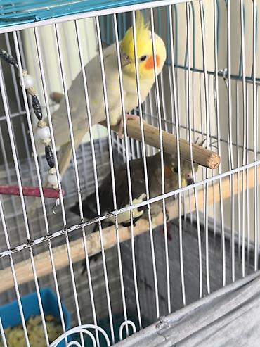 quşlar: Hazır cüt yumurtlayir sarı erkek boz dişi ikdene balasida var 2 ayliq — 1