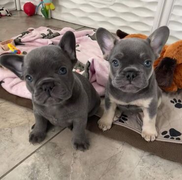 Άλλα: French bulldog 
my puppies are now ready for their new homes
