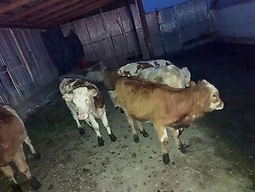 buzolar: Satışda: Simmental növü dana və düyələr - Cins: Simmental — 3