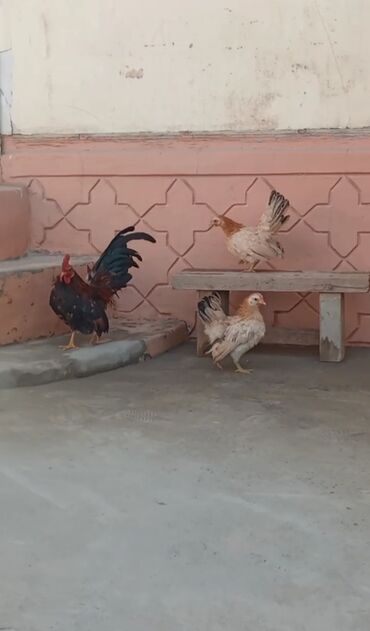 heyvan alqi satqisi: Serama 1 Xoruz 2 fərəsi.Cavan Heyvanlardı. Uşaqlar Başı çıxmayan