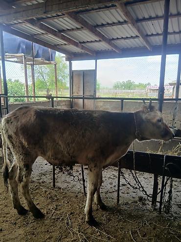 Dana, buzov: 3 erkək 2 dişi dana — 7