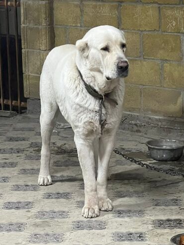 отдам в добрые руки собаку: Даром отдам срочно мальчик дружелюбный хороший