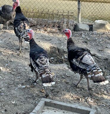 Digər quşlar: Satılır: Keyfiyyətli Hinduşkalar 🦃 Təmiz və sağlam şəraitdə bəslənmiş