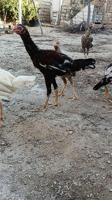 kənd çolpası satışı: Toyuq, Damazlıq, Ünvandan götürmə — 8