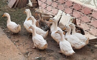 lal ördəklərin satışı: Ördək satılır. Biri 11 manat