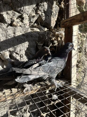 Птицы: Продаю голубей!!!! На фото представлены голуби разных пород. Цены на — 35
