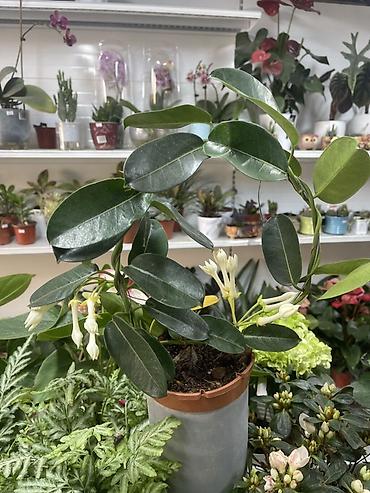 стефанотис: Стефанотис (Madagascar Jasmine) в горшке. Описание: - Вьющийся — 2