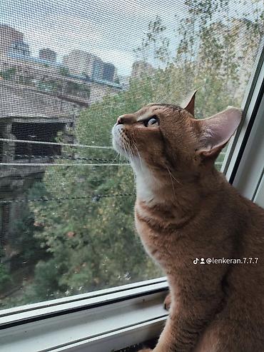 benqal: Yaxşı əllərə — 8