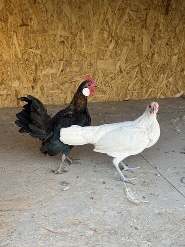 птица голуби: Продается молодая пару карликов 
Цена за пару 2000 СОМ ✅