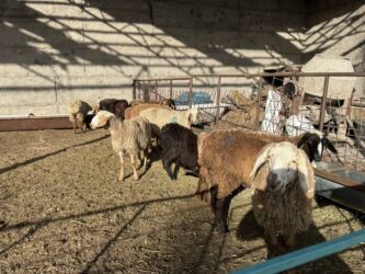 собаку в добрые руки: Сатам | Ургаачы кой (ургаачы), Козу, Кочкор (эркек) | Гиссар, Аргын, Долан | Союуга, Көбөйтүү үчүн, Жүн үчүн | Асыл тукумдуу, Бооз, Бычылган