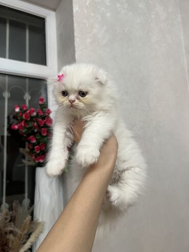 böyüməyən pişik: Шотландская длинношерстная, Самец, В добрые руки, Самовывоз, Платная доставка, Доставка в районы