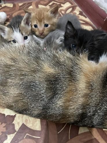 вислоухие кошки цена: Багып алам дегендер болсо жазып койуңуздар. 1)сары мышык 2)боз мышык — 8