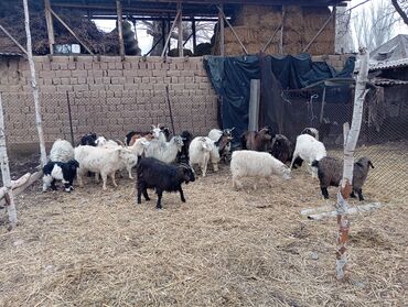 Козы, козлы: Продаю | Коза (самка) | Для разведения | Племенные — 7