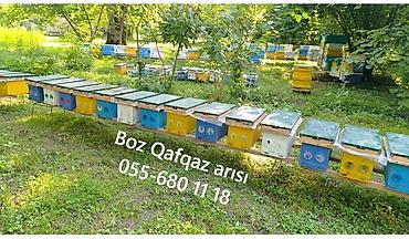 Arılar: Satışda 6 ramkalıq (ancaq 23 sm-lik ramka ) arı ailələri mövcuddur.Boz — 1