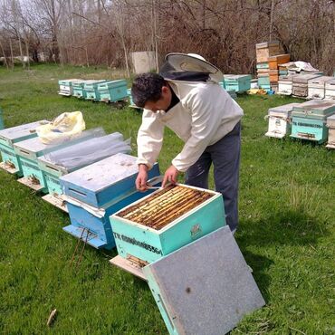 arı ailesi satilir: Arı ailəsi satışı karnika bakfat f1cins olaraq satılır 10 çərçivədə