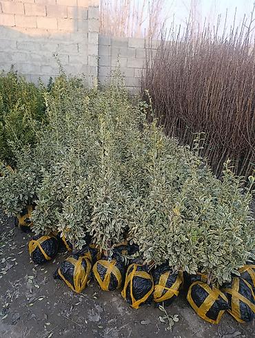 Другие декоративные деревья: САЖЕНЦЫ ОПТОМ — БОЛЬШОЙ ВЫБОР И ВЫГОДНЫЕ ЦЕНЫ! 🌿 В наличии все виды и — 8