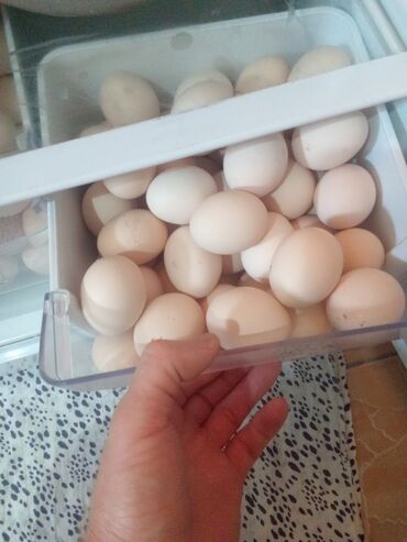 клевер беловодск: Здравствуйте, продаю домашние яйца вкусные хорошие без химикатов без