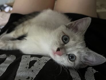 если стерилизовать кошку будет ли течка: 3 месяца, Девочка, Приучена к лотку