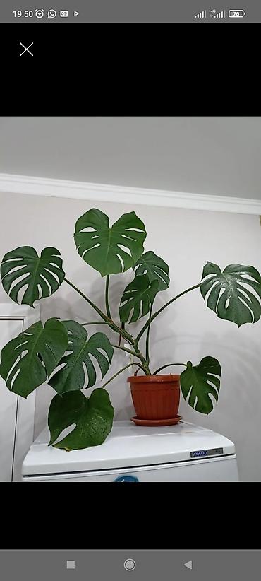 монстера: Монстера деликатесная (Monstera deliciosa) в горшке. - Крупное — 1