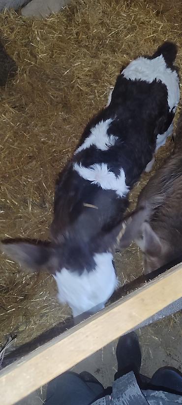 Коровы, быки: Продаю | Музоо, торпок | Голштин, Швицкая | На откорм | Искусственник — 8