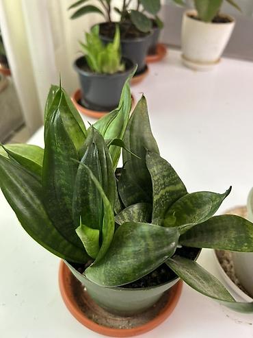 sansevieria gulu: Sansevieria (əjdaha dili) – kompakt sort - Qapalı məkanlar üçün — 2