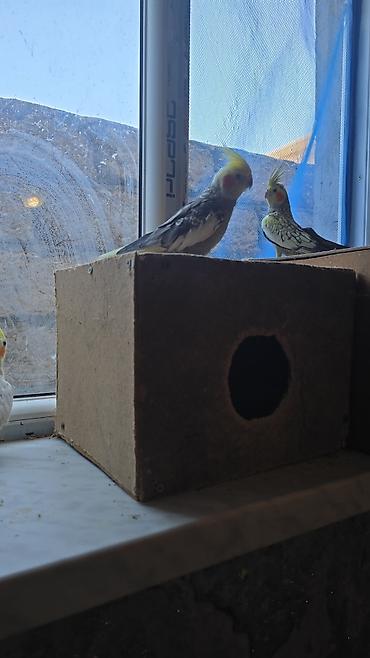 quş dami: Nimfa (Cockatiel) papaqları – müxtəlif rənglər Təsvir: - Şəkillərdə — 3