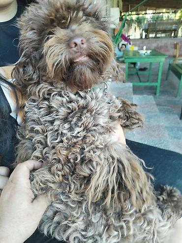 bu iti: Pudel, 11 ay, Erkək, Peyvəndli, Ödənişli çatdırılma — 3