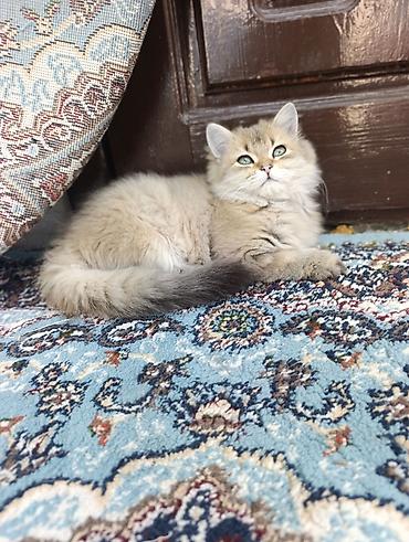 Продажа кошек: Скотиш Страйт (Шотландская прямоухая), 3 месяца, Мальчик, Золотая шиншилла, Проглистована, Приучена к лотку — 1