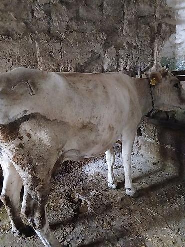 Коровы, быки: Продаю | Корова (самка) | Швицкая | Для разведения, Для молока | Стельные — 2