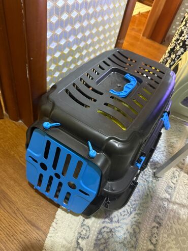 İtlər: Şpitz — 11