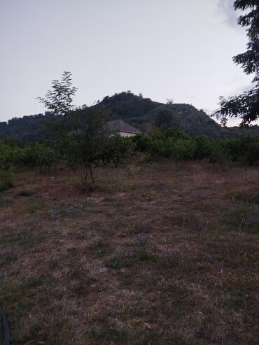 Qarajlar: 61 sot, Kənd təsərrüfatı, Kupça (Çıxarış)