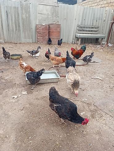 Toyuq, Yumurtalıq lalafo.az -da Toyuq, Yumurtalıq