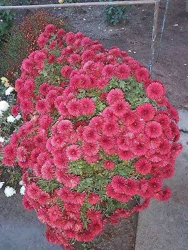 Хризантема: Хризантема — 5