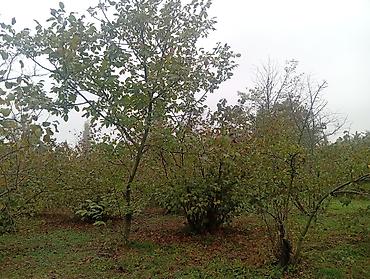 sumqayit 9 cu mikrorayon: 0.23 sot torpaq sahəsi satılır.Torpaq sahəsi əsas yoldan 100metr — 4