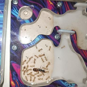 Другие животные: ‼️Колонии Муравьев с Формикариями разныные колоний большой выбор — 22