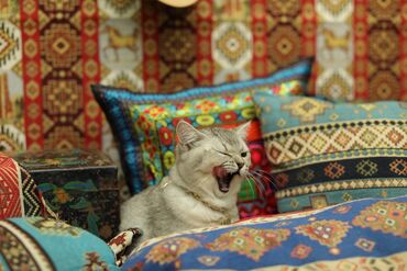 pişik balaca: Шиншилла, Самец, Для вязки