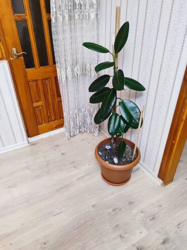 Otaq bitkiləri: Otaq bitkiləri dəsti – dibçəklərlə birlikdə. Zəhmət olmasa zəng edin — 9