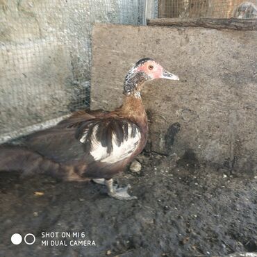 водяные насосы высокого давления для полива: Жыпарөрдөк :, 3 кг, Өзү алып кетүү
