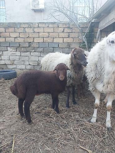 Qoyunlar, qoçlar: Razılaşma yolu ilə çox təcili satılır.balalı balasız fərq etmir — 15