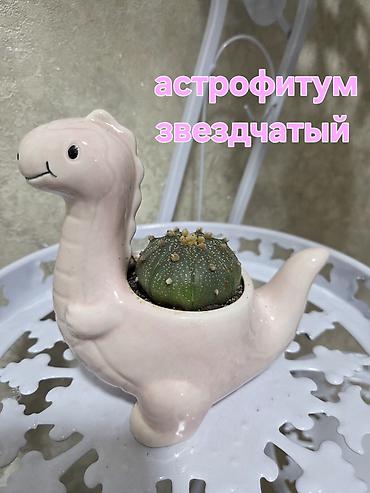 Антуриумы: Антуриум Андре (Anthurium andreanum) - Эффектный комнатный ароид с — 37