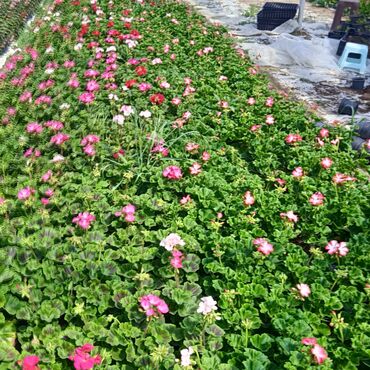 Bağbanlar: Bağ işləri ağac və kolların budanması,şəkilləndirməsi dərmanlara qazon -da lalafo.az — 20 Bağbanlar: Bağ işləri ağac və kolların budanması,şəkilləndirməsi dərmanlara qazon — 20