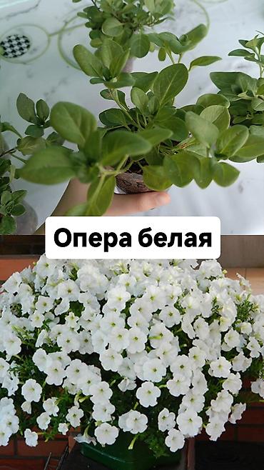Другие садовые цветы и кустарники: Самовывоз — 3