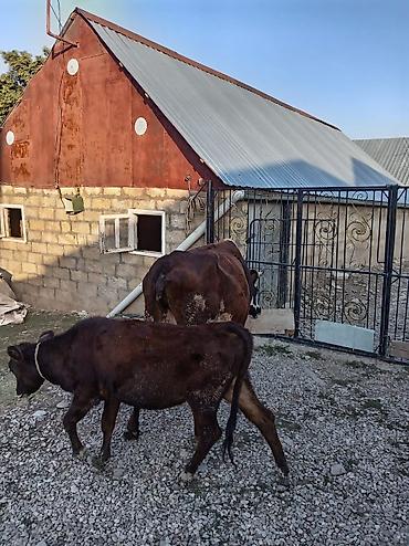 lal ördək satışı: Saxlama təsərrüfatından inək və bala - Südlük istiqamətli, buynuzlu — 4