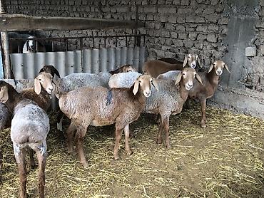 хомяки бишкек: Сатам | Ургаачы кой (ургаачы), Козу, Кочкор (эркек) | Арашан | Көбөйтүү үчүн | Бооз, Ургаачы, Токту — 3