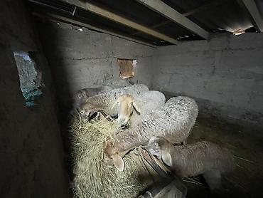 Баран, овца: Продаю | Овца (самка) | Для разведения | Матка — 5