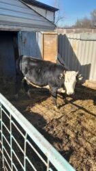 в связи с переездом отдам попугая жако в добрые руки: Сатам | Кунаажын | Голштин | Бордоп семиртүү үчүн, Союуга, Көбөйтүү үчүн